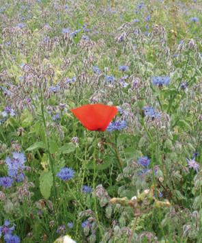 Wildbloemen + grassen  per kg