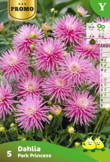 Sachets Dahlia Park Princess 4 pieces