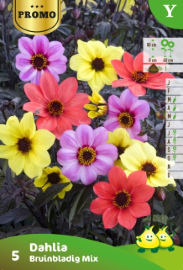 Promobox Dahlia Bruinbladig mix 15 * 4