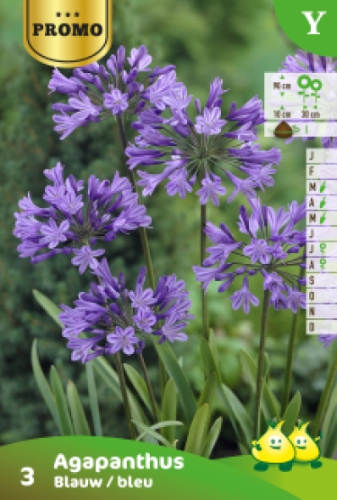 Promobox Agapanthus Bleu 15 * 3