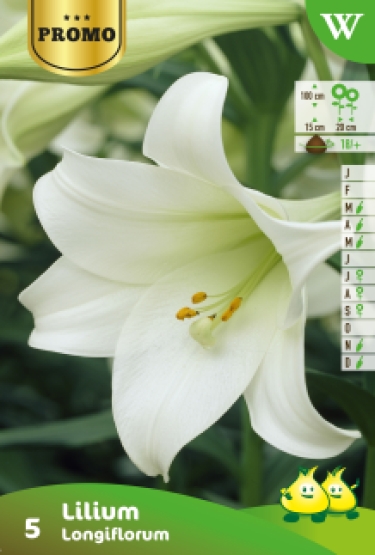 Sachets Lilium Longliflorum 4 bulbes