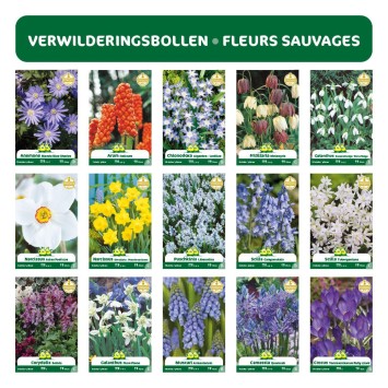 REASSORT 15*5 sachets instagram bulbes sauvage