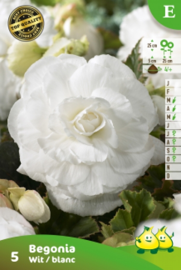 SACHET BEGONIA DOUBLE BLANC E