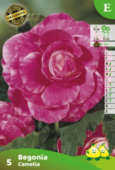 ZAKJES DUBBELE BEGONIAS CAMELIA E