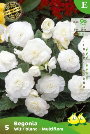 SACHET BEGONIA MULTIFLORA BLANC E