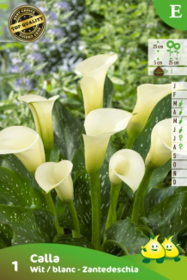 SACHET CALLA_ZANTEDESCHIA BLANC E