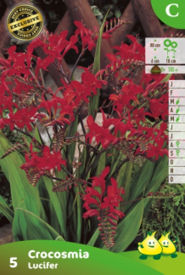 ZAKJES CROCOSMIAS LUCIFER  C