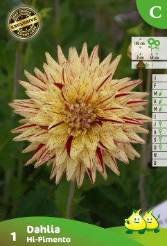 ZAKJES CACTUS DAHLIAS HI-PIMENTO  A