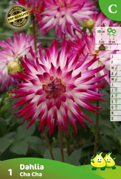 ZAKJES CACTUS DAHLIAS CHA CHA A
