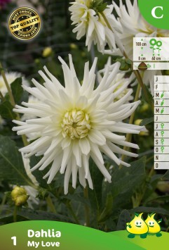 ZAKJES CACTUS DAHLIAS MY LOVE A