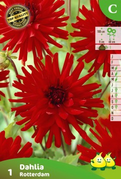ZAKJES CACTUS DAHLIAS ROTTERDAM A