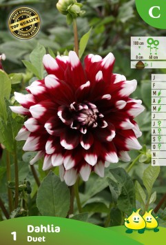 SACHET DECORATIVE DAHLIA DUET A