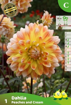 vrac DECORATIVE DAHLIA PEACH AND CREAM