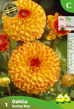 ZAKJES BALL DAHLIA SUNNY BOY A