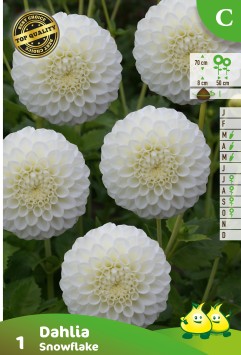 ZAKJES POMPON DAHLIA SNOWFLAKE A