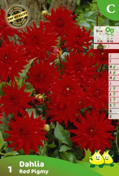 ZAKJES DAHLIA CACTUS RED PIGNY (50CM)  A