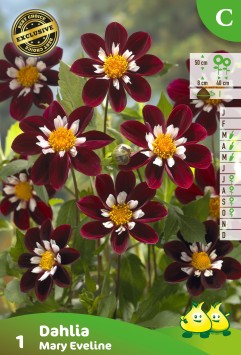 ZAKJES MIGNON DAHLIA MARY EVELINE  A