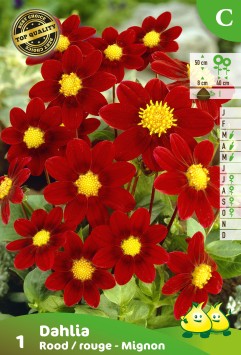 vrac MIGNON DAHLIA ROUGE