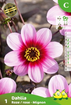 ZAKJES MIGNON DAHLIA ROZE A