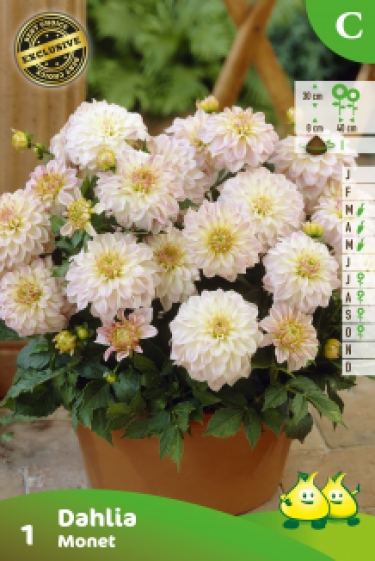 ZAKJES DAHLIA GALLERY MONET A