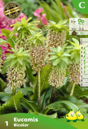 ZAKJES EUCOMIS BICOLOR C