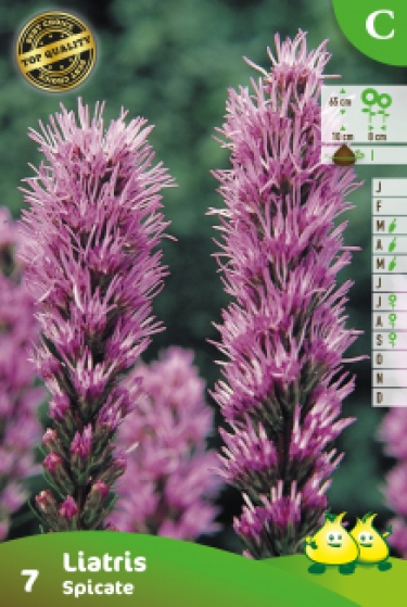 SACHET LIATRIS SPICATA C