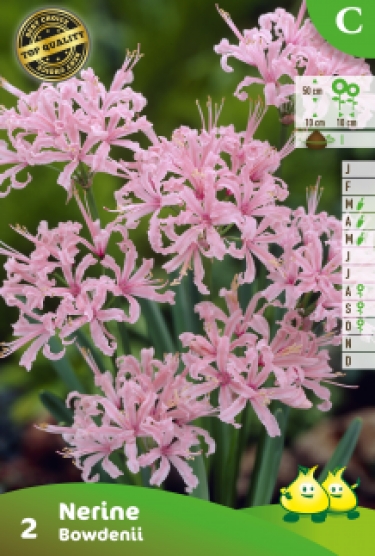 ZAKJES NERINE BOWDENII C