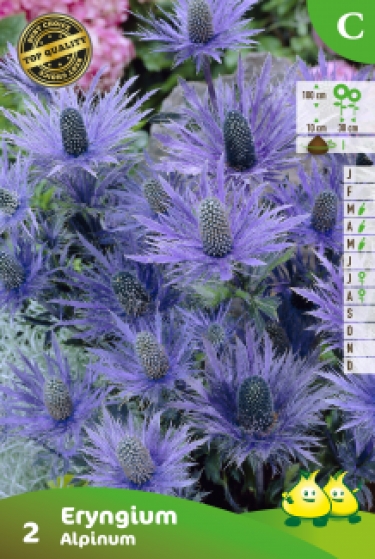 ZAKJES ERYNGIUM BLEU DISTEL 2 C