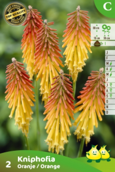 ZAKJES KNIPHOFIA - VUURPIJL 2 C