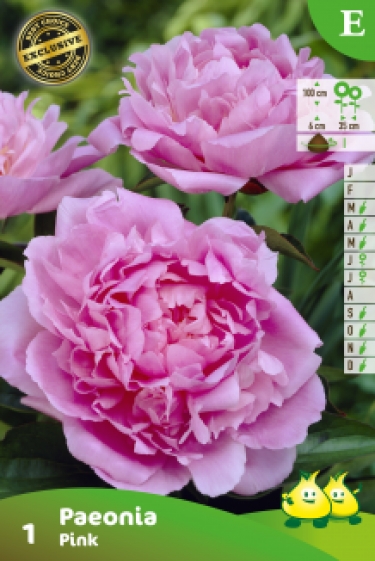 ZAKJES PAEONIA PINK 1 E