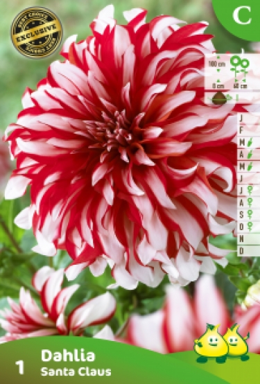 ZAKJES DAHLIA SANTA CLAUS A