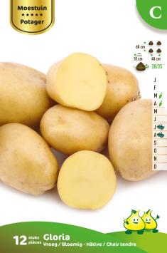 12 aardappelen Gloria